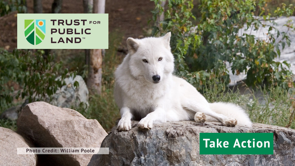 Urge The Senate To Pass The Recovering Americas Wildlife Act Trust