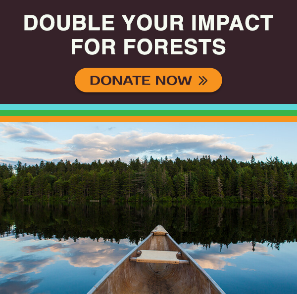 Double your impact for forests! Donate now.